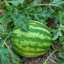 Crimson Gold™ Mini Watermelons – Premium Export-Grade