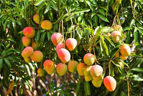 Premium Fresh Mango – Kent Variety