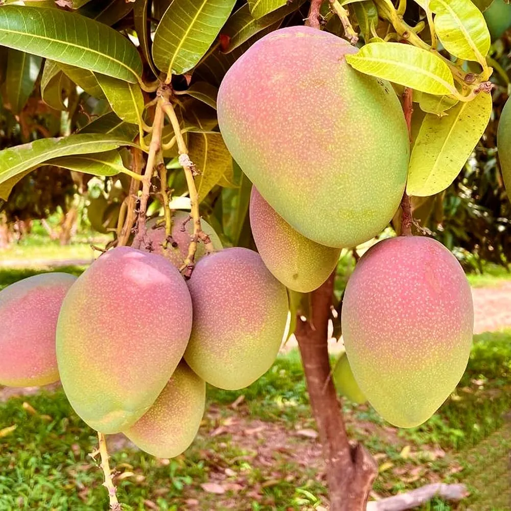 Premium Fresh Mango – Kent Variety