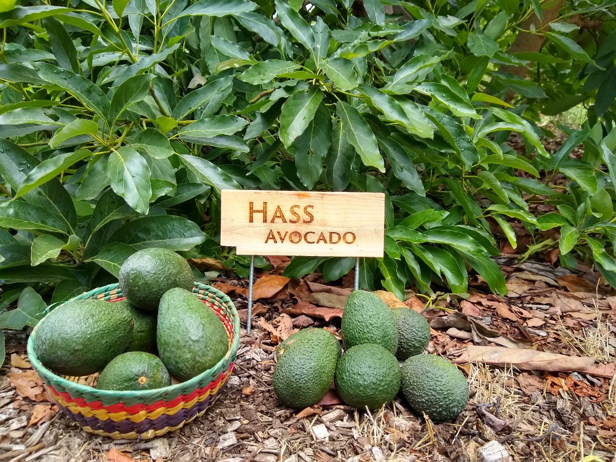 Fresh Hass Avocado – Export Quality